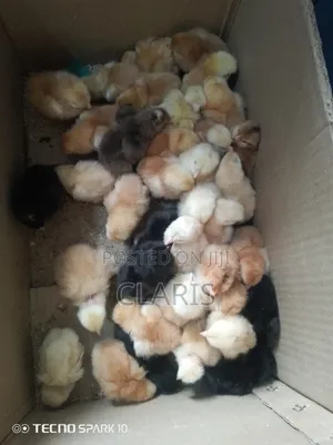 Day Old Chicks