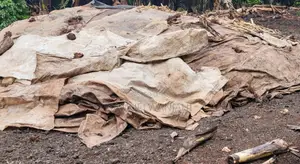 Chicken Manure
