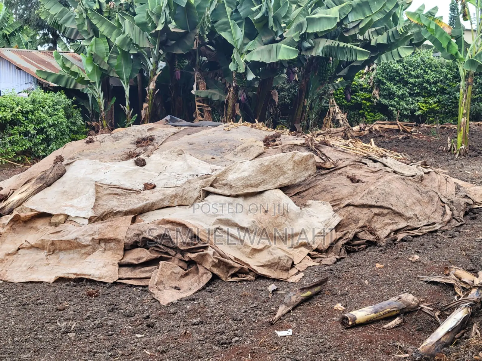 Chicken Manure