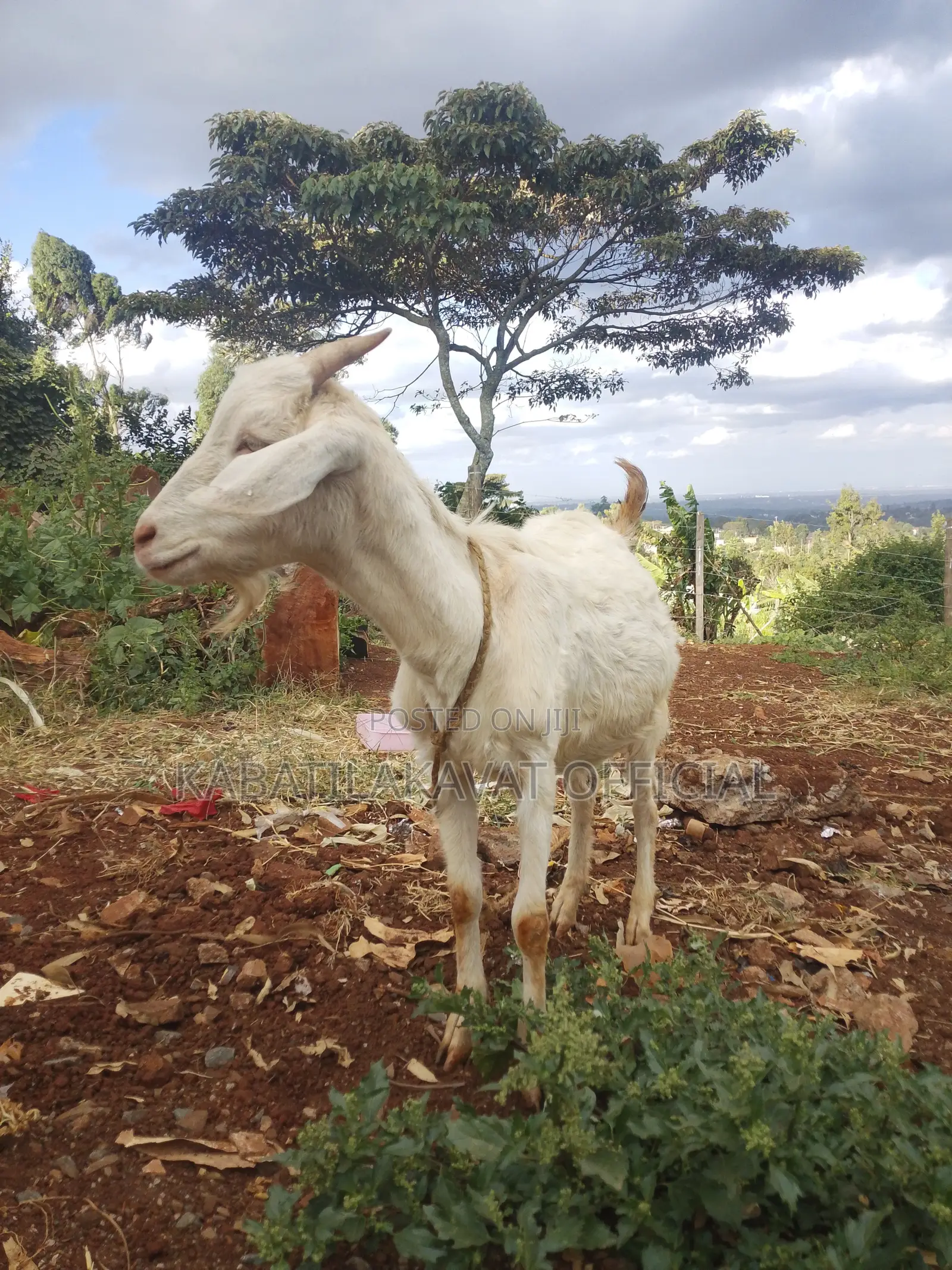 Sanneen Female Goat