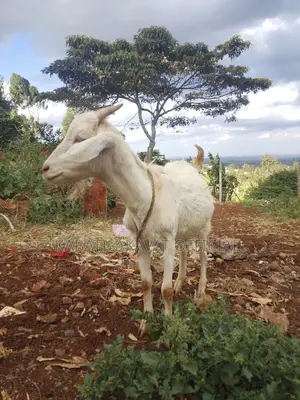 Sanneen Female Goat