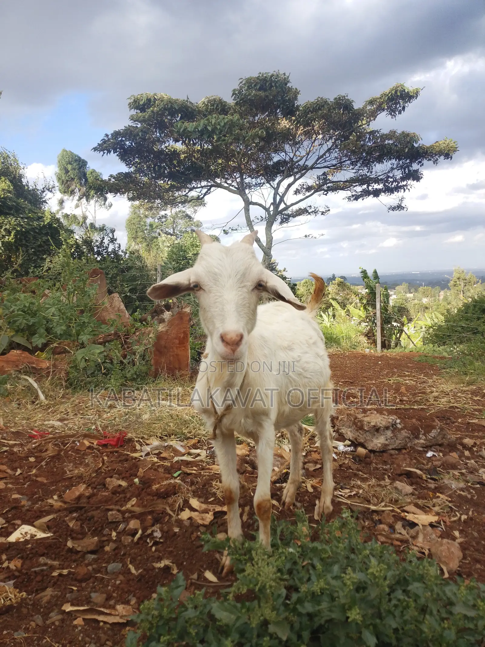 Sanneen Female Goat