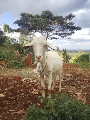 Sanneen Female Goat