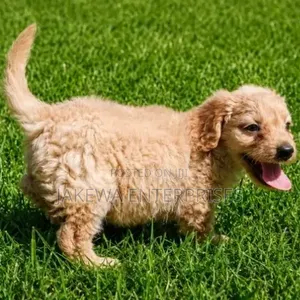 1-3 months Female Purebred Cockapoo