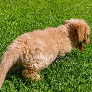 1-3 months Female Purebred Cockapoo