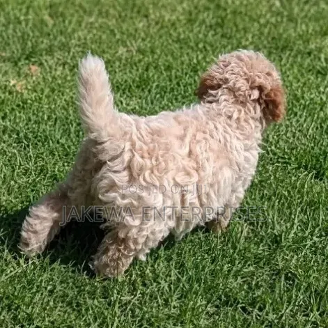 1-3 months Female Purebred Cockapoo