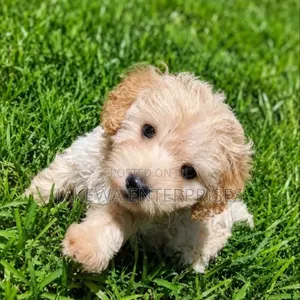 1-3 months Female Purebred Cockapoo