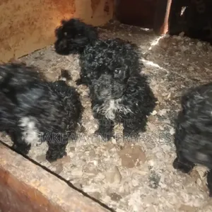 1-3 months Female Purebred Maltipoo