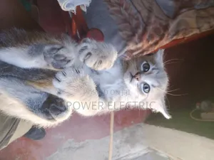 1-3 months Female Mixed Breed Persian