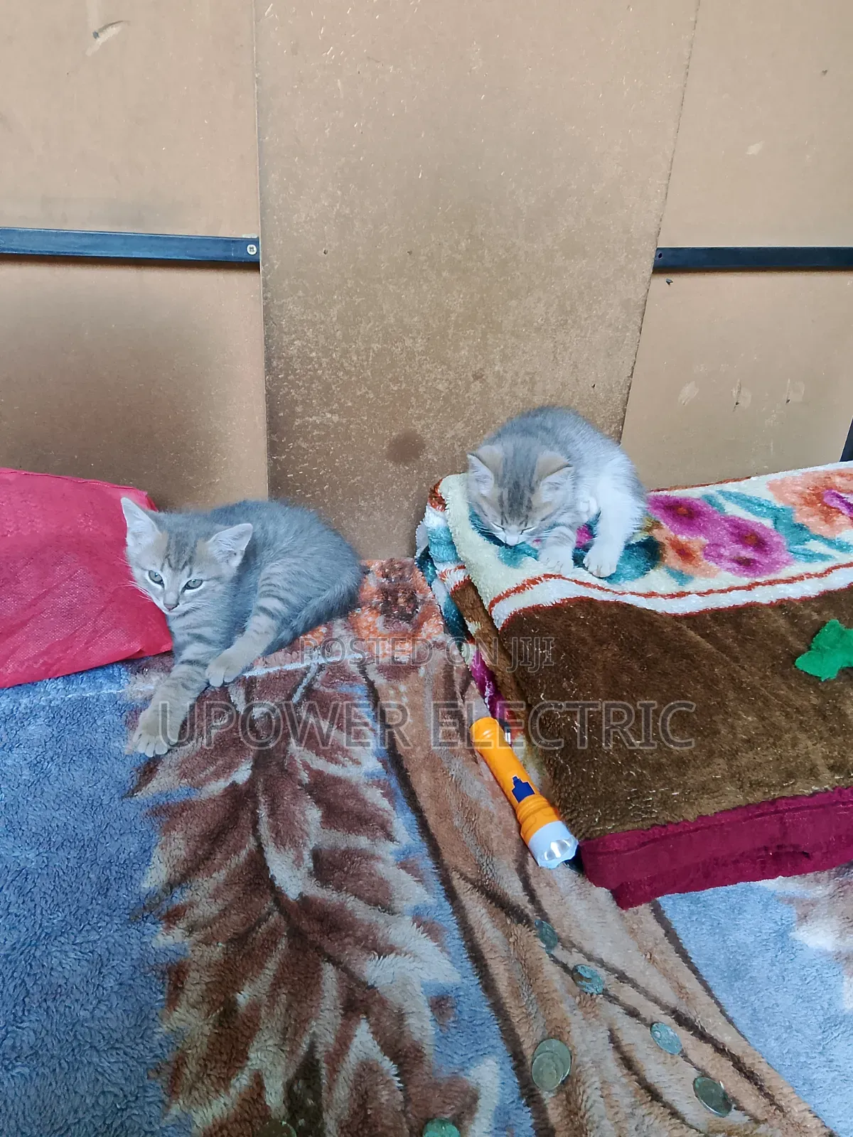 1-3 months Female Mixed Breed Persian