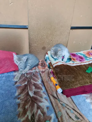 1-3 months Female Mixed Breed Persian