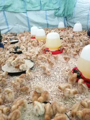 Day Old Chicks