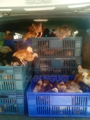 Day Old Chicks