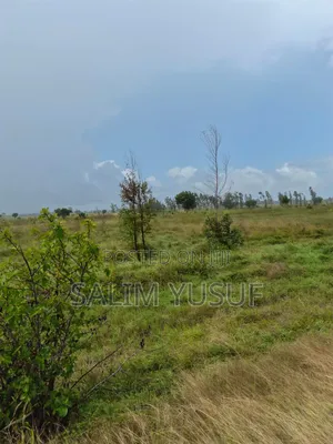 Land for Sale Majoreni 200 Acres 450 Per Acre