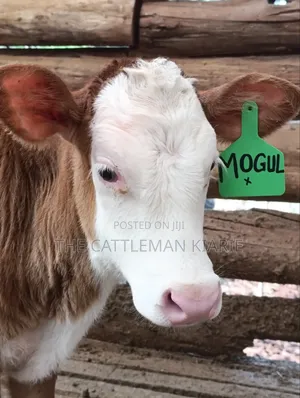 Fleckview Cows