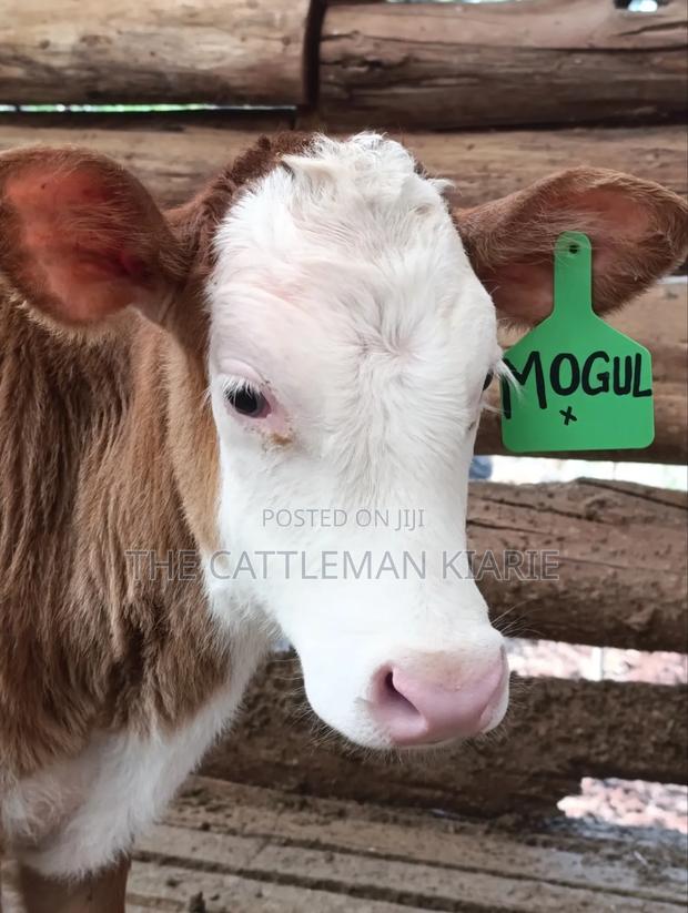 Fleckview Cows