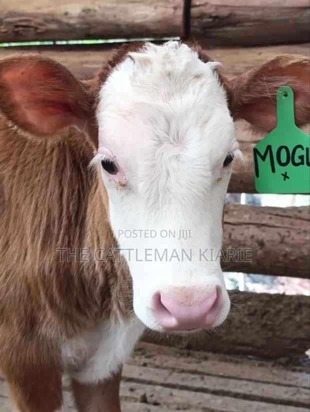 Fleckview Cows - thumbnail 2
