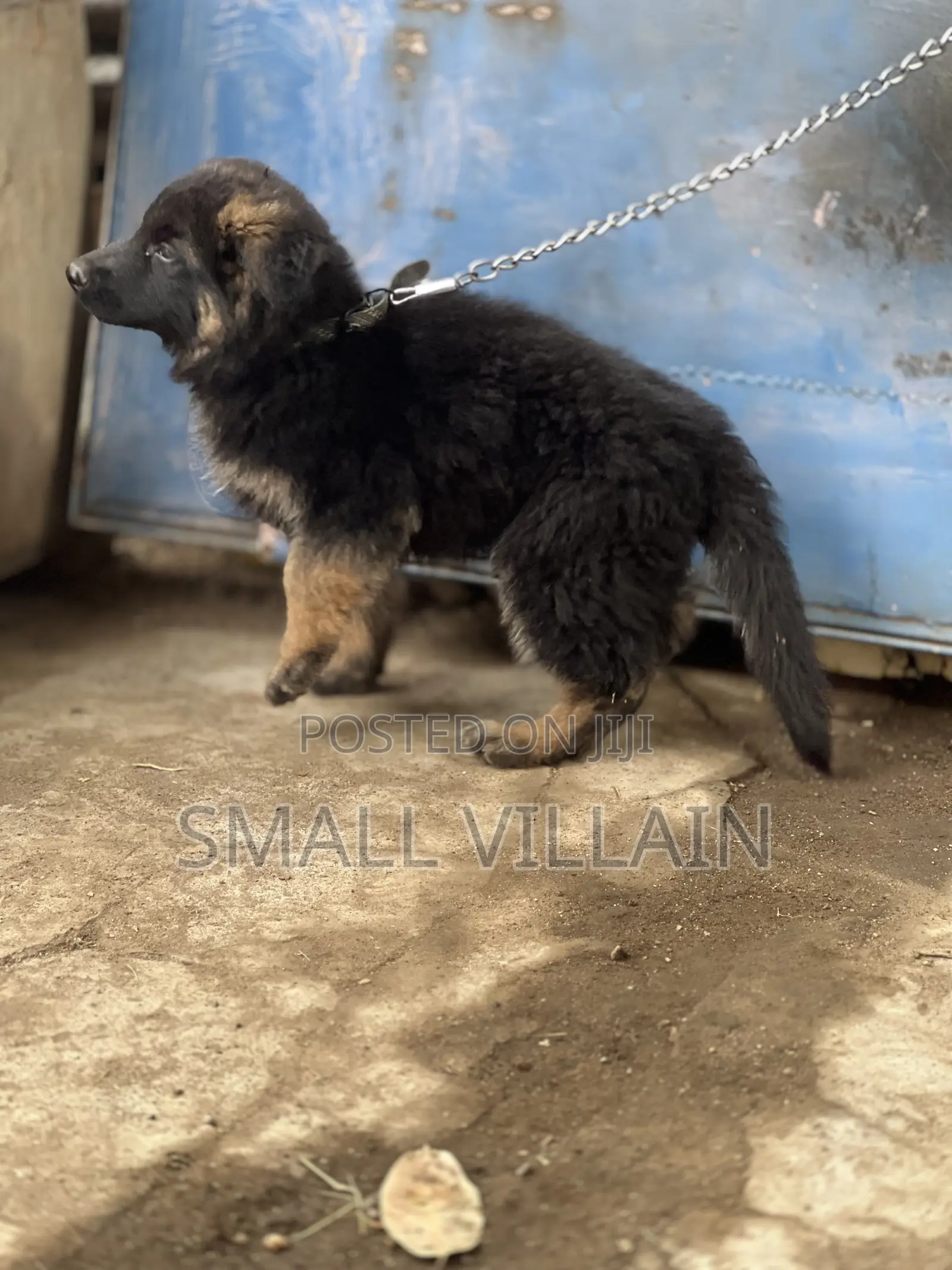 1-3 months Male Purebred German Shepherd