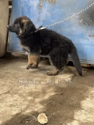 1-3 months Male Purebred German Shepherd