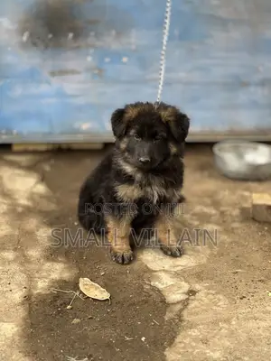 1-3 months Male Purebred German Shepherd