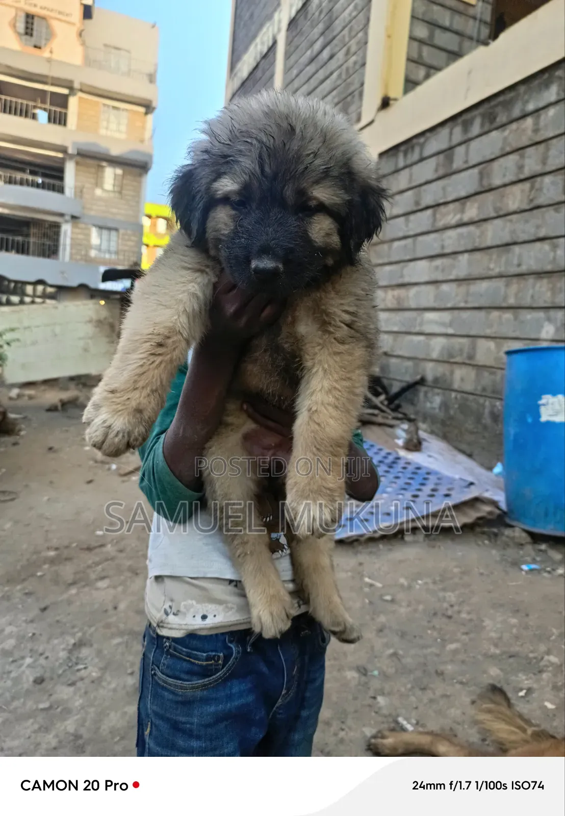 1-3 months Male Purebred Caucasian Shepherd