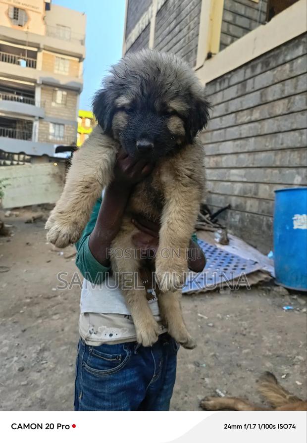 1-3 months Male Purebred Caucasian Shepherd