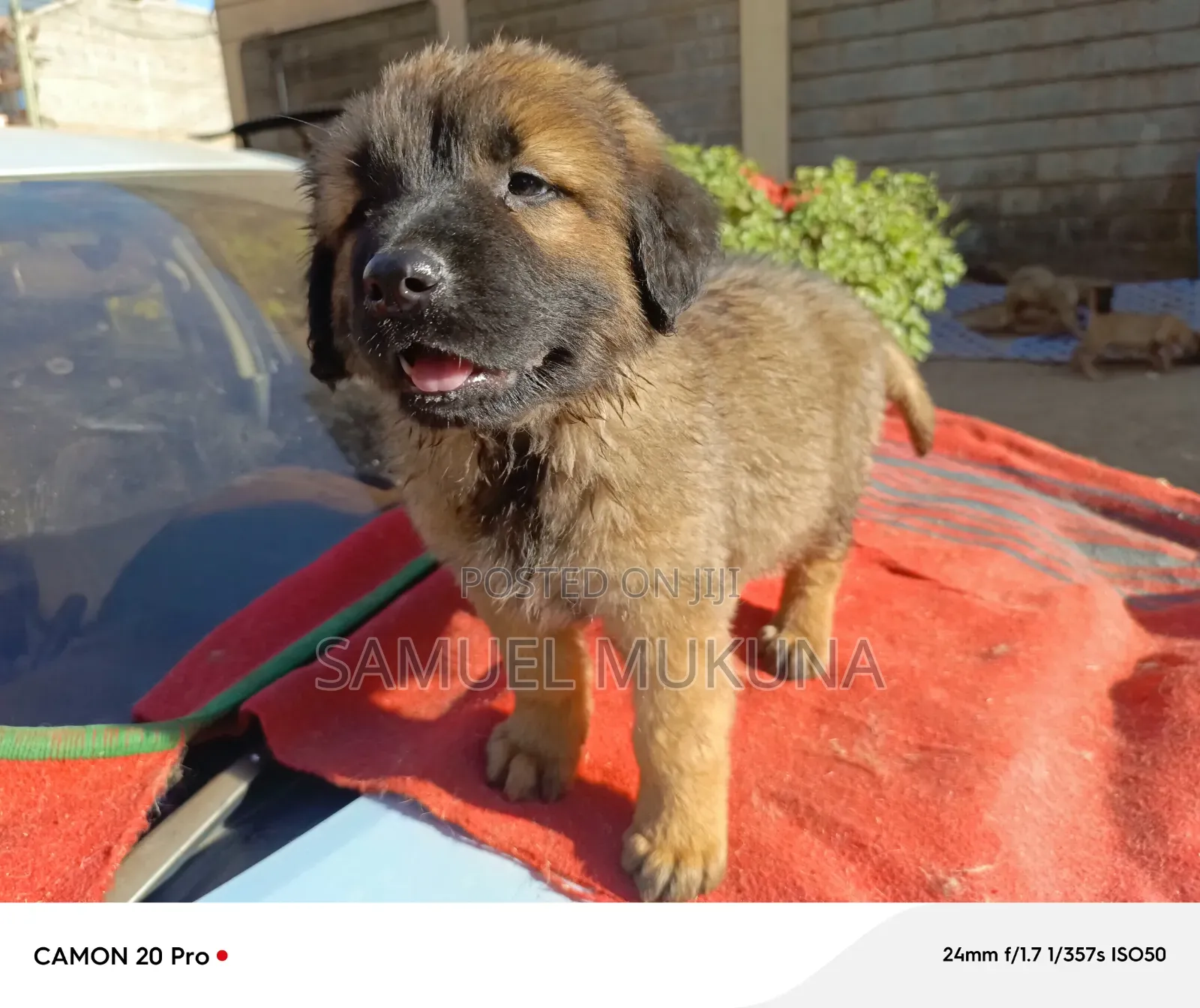 1-3 months Male Purebred Caucasian Shepherd