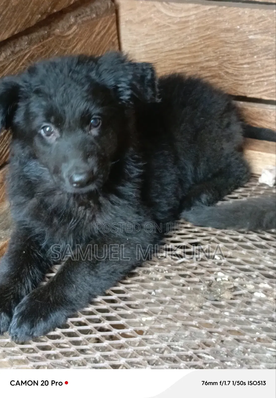 1-3 months Female Purebred German Shepherd