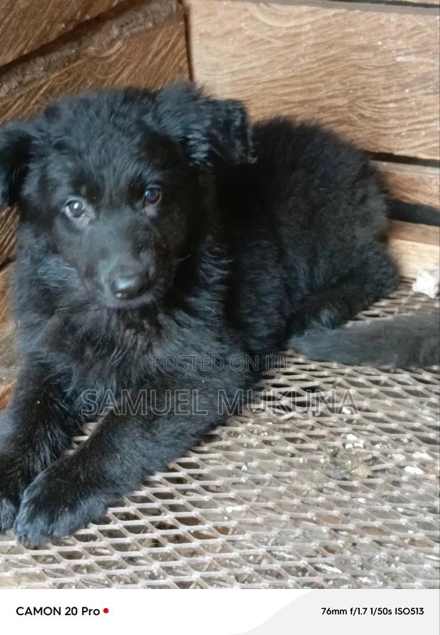 1-3 months Female Purebred German Shepherd