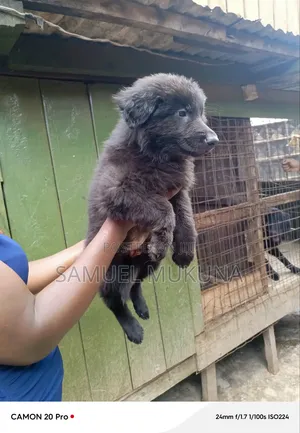 1-3 months Female Purebred German Shepherd
