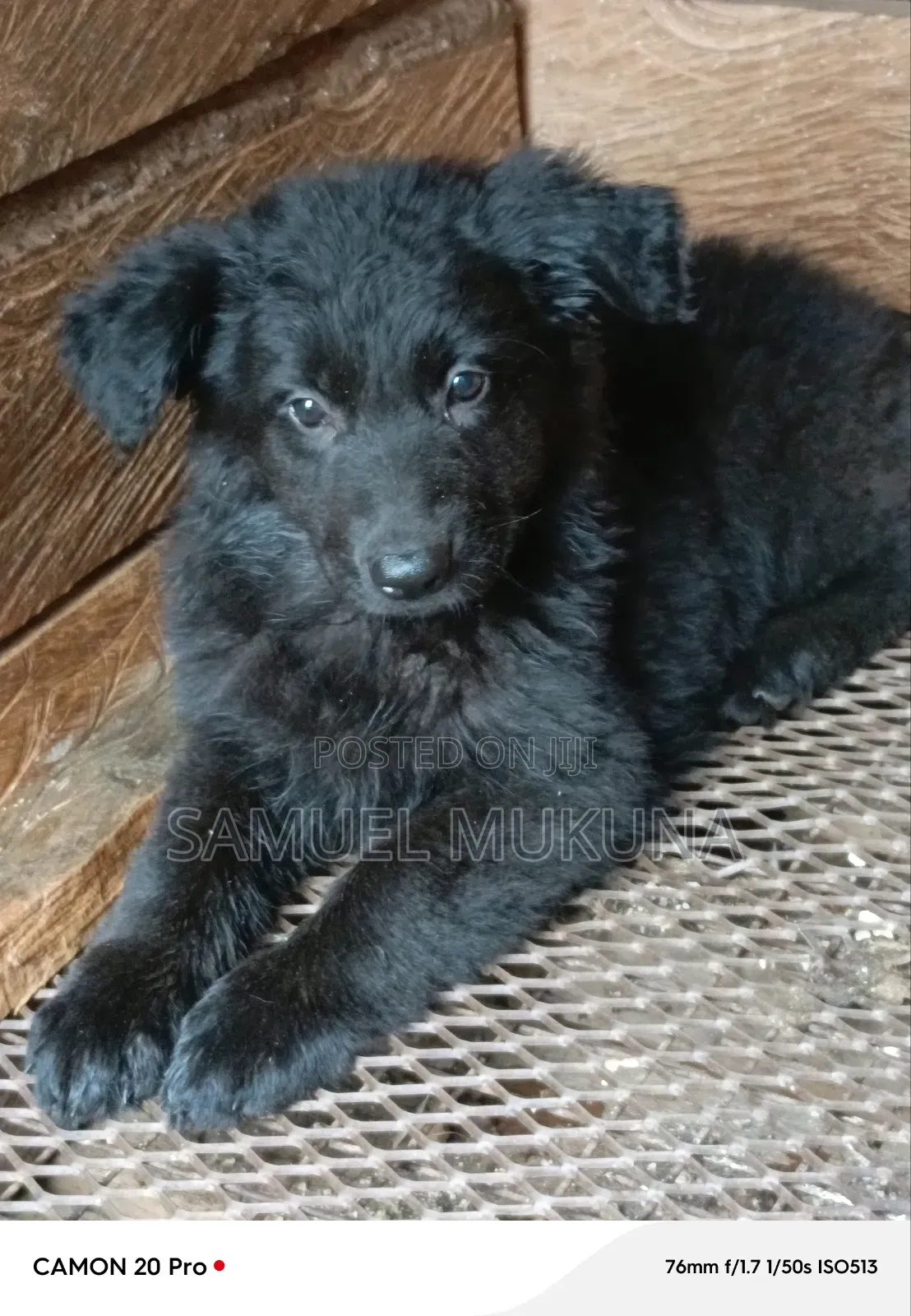 1-3 months Female Purebred German Shepherd