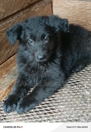1-3 months Female Purebred German Shepherd