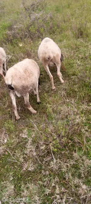 Dopper Sheep