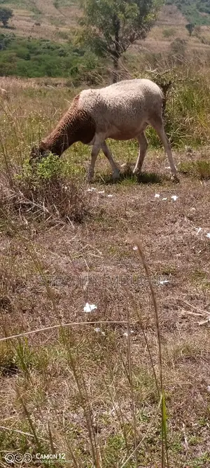 Dopper Sheep