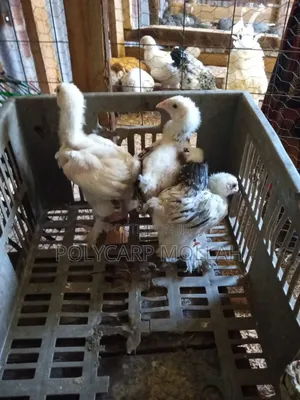 Brahama Chicks