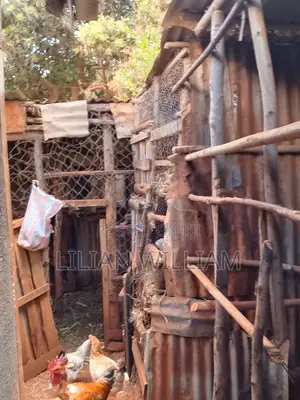 Rabbits for Sale