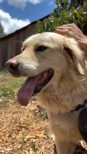 1+ year Male Purebred Golden Retriever