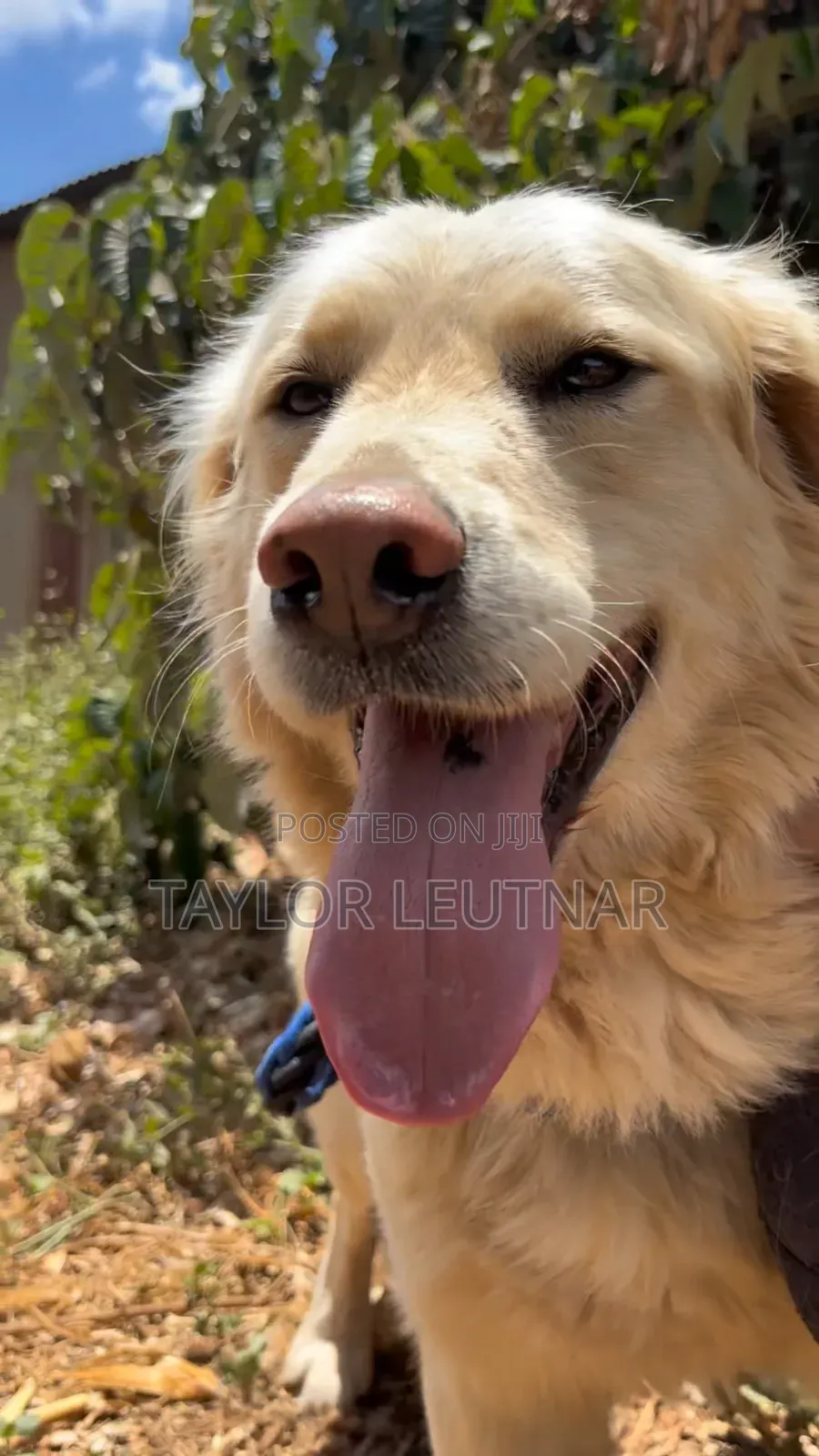 1+ year Male Purebred Golden Retriever