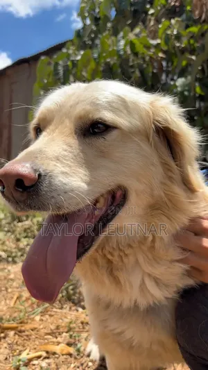 1+ year Male Purebred Golden Retriever