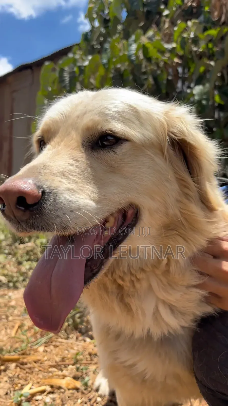 1+ year Male Purebred Golden Retriever