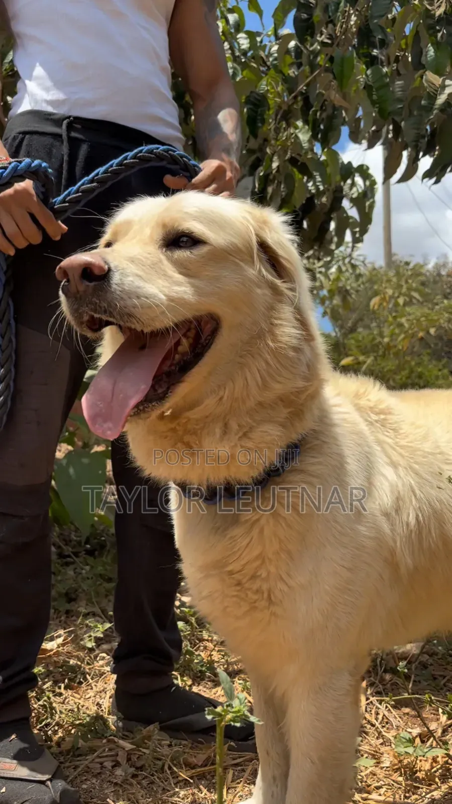1+ year Male Purebred Golden Retriever