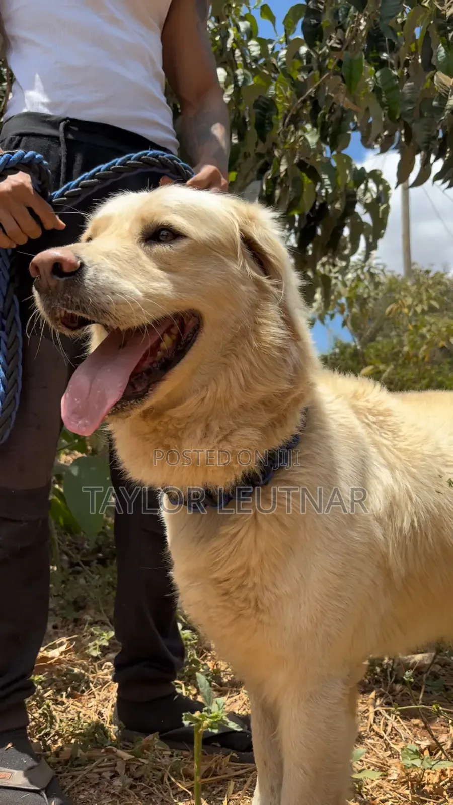1+ year Male Purebred Golden Retriever