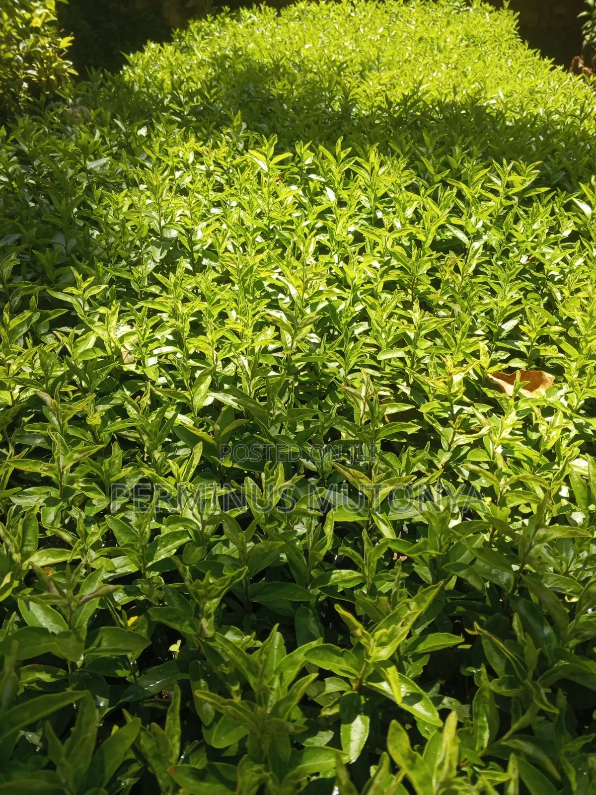 Keiapple Hedge Seedlings