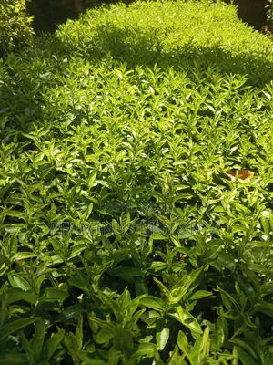 Keiapple Hedge Seedlings