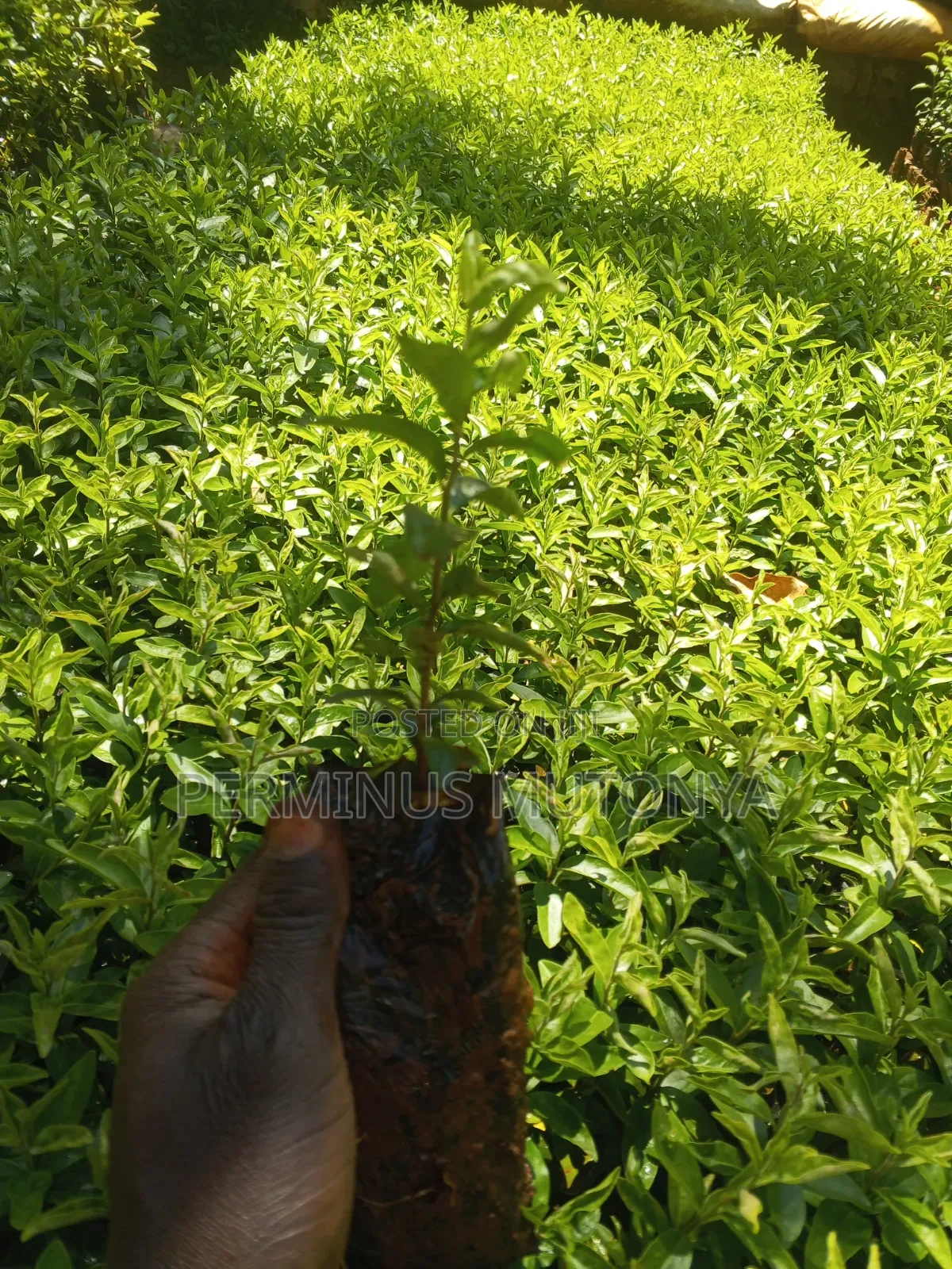 Keiapple Hedge Seedlings