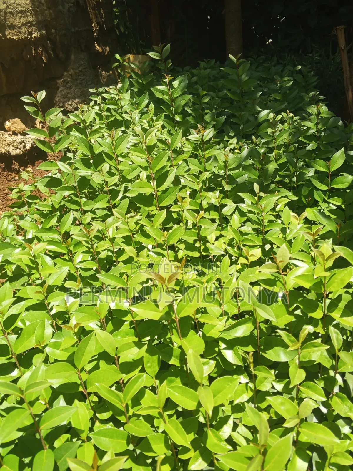 Japonica Hedge Seedlings