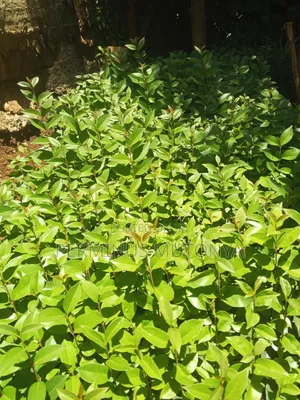 Japonica Hedge Seedlings