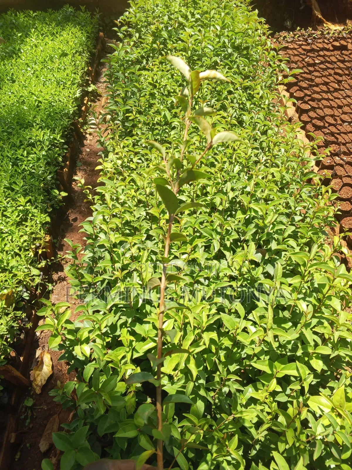Japonica Hedge Seedlings