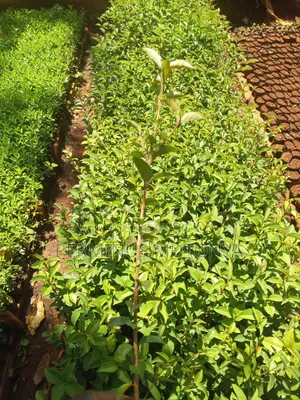 Japonica Hedge Seedlings