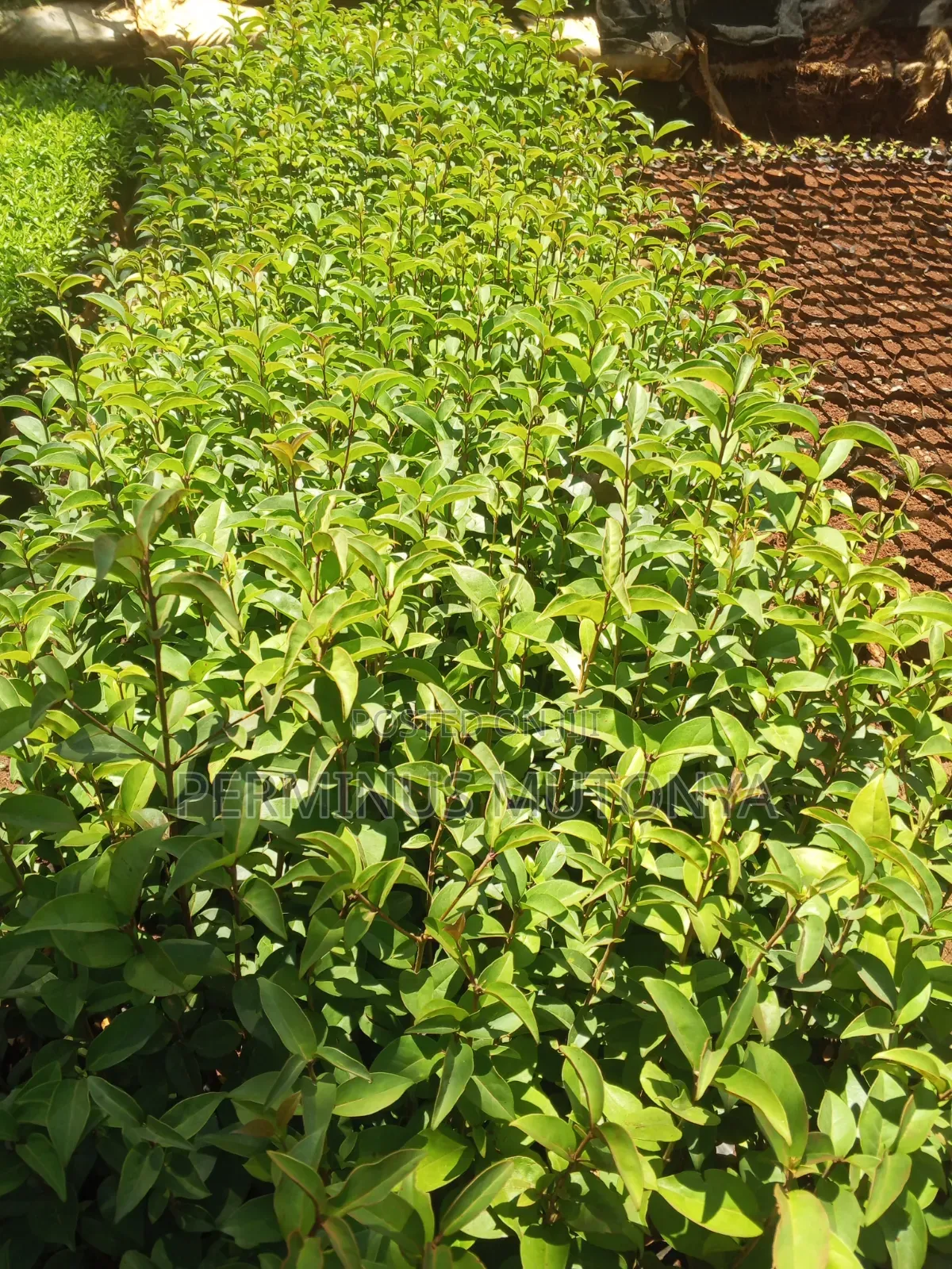 Japonica Hedge Seedlings